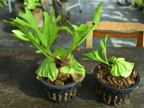 鹿角蕨營養葉枯黃|鹿角蕨營養葉枯黃的原因及解決方法 – 植物盆栽綠寶典